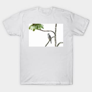 Bicolored Hawk - Costa Rica T-Shirt